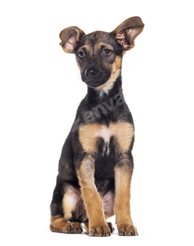 Sitting Young Royal Bourbon dog looking away, isolated on white