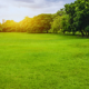 Birds in Park Ambience with Distant Cars Traffic