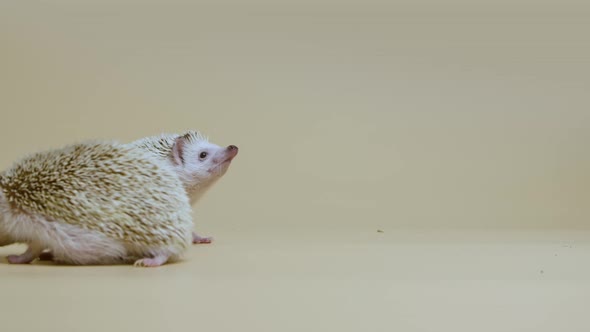 Two African Whitebellied Hedgehogs Sniff and Look Around in Studio on White Background