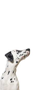 Cute Dalmatian dog up, vertical web banner with empty blank  place for text, web banner