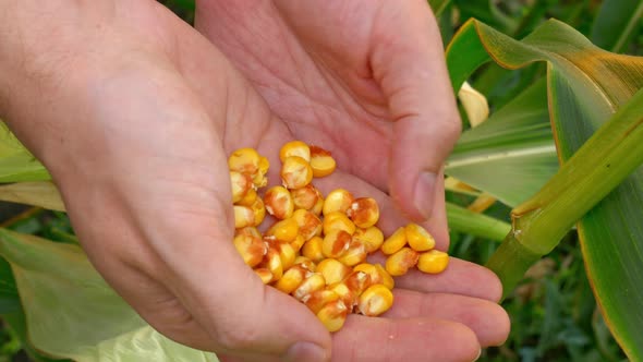 Closeup of Ripe Corn Kernels in Farmer's Hands Golden Kernels Freshly Picked From Corn Field are