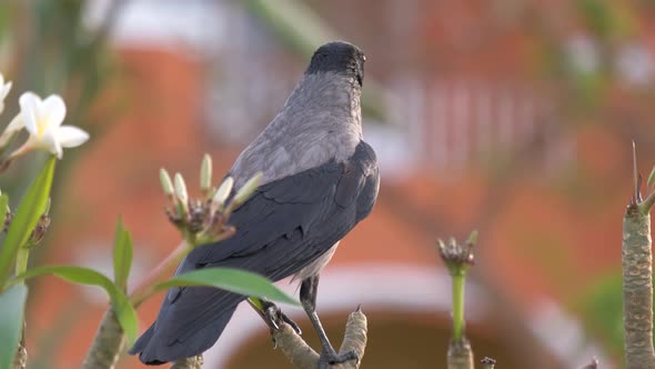 Black Wild Crow Bird Looking for Food on Tree Branch in Summer