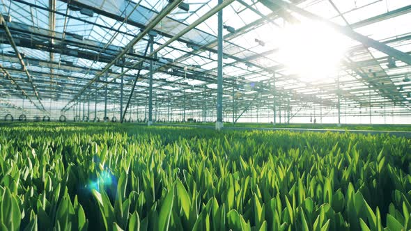 Growing Tulips in a Special Greenhouse Flower Cultivation