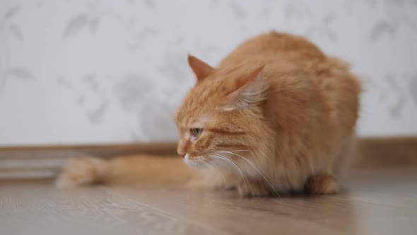 Cute Ginger Cat Sniffs Floor and Licks Itself. Fluffy Pet at Cozy Home.