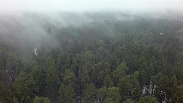 Aerial Winter View of Conifer Woodland in Snowfall