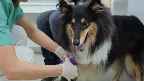 Veterinarian Putting Bandage on Injured Dog Paw