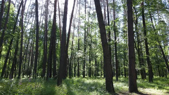 Trees in the Forest By Summer Day