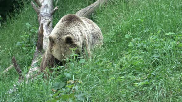 Brown bear eating grass in forest