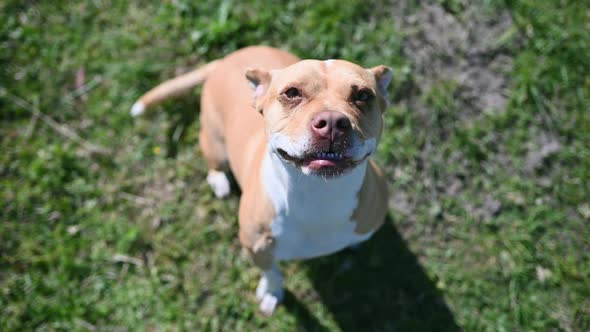 Forward Pan Towards Pitbull Who Jumps Towards Camera