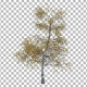 Tree  - 3DOcean Item for Sale