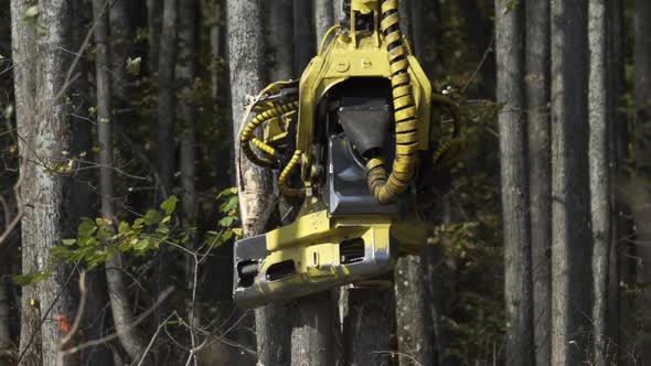 Mechanical Maschine's Arm Cuts a Freshly Chopped Tree Trunk in a Forest. ---------------------------