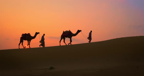 Indian Cameleers (Camel Driver) Bedouin with Camel Silhouettes in Sand Dunes of Thar Desert