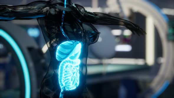 Human Digestive System Anatomy Exam in Laboratory alt