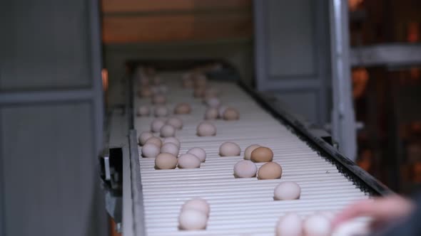 Eggs on the Conveyor Belt