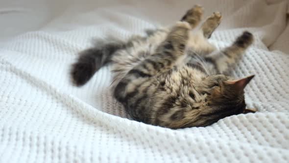 Tabby Gray Cat Lying and Playing on White Blanket Relax Concept