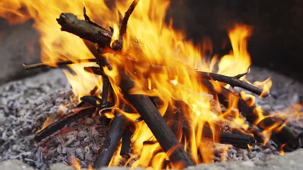 beautiful campfire in the summer forest