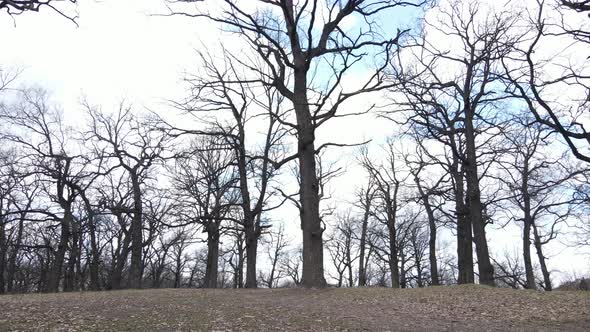 Aerial View of a Forest Without Leaves Slow Motion