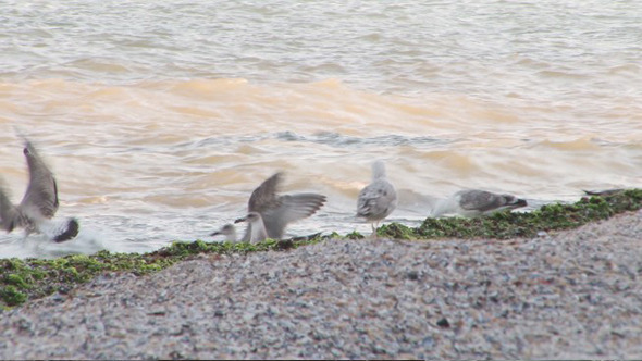 Grey Sea Gulls Playing