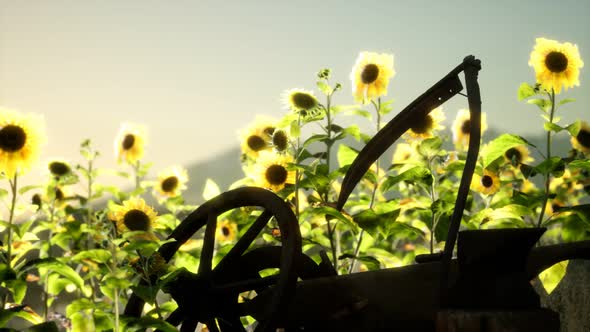 Old Vintage Style Scythe and Sunflower Field