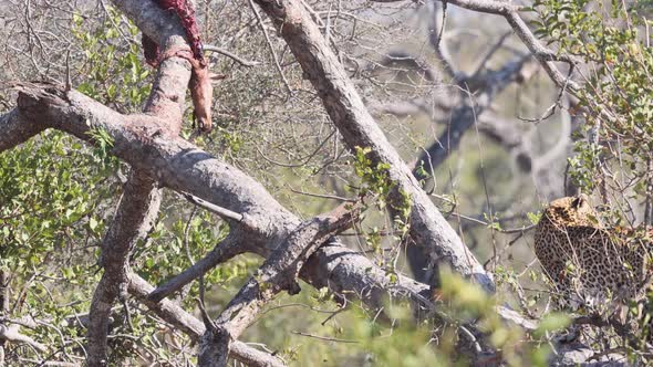 African Leopard walks effortlessly along sunny tree branch in Kruger