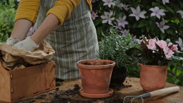 Gardener Transplants Potted Lavender Plant in Summer Blooming Garden