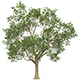 Game Ready Tree 51 - 3DOcean Item for Sale