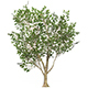 Game Ready Tree 52 - 3DOcean Item for Sale