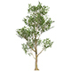 Game Ready Tree 53 - 3DOcean Item for Sale