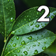 Rain on Leaves Ambience ASMR #2 Longer Version