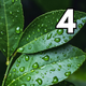 Rain on Leaves Ambience ASMR #4