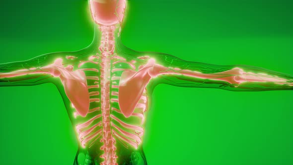Transparent Human Body with Visible Bones alt