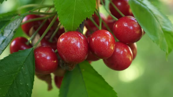 Static, slow motion shot of fresh, red cherries hanging on a cherry tree, in Fevik, Aust-Agder count