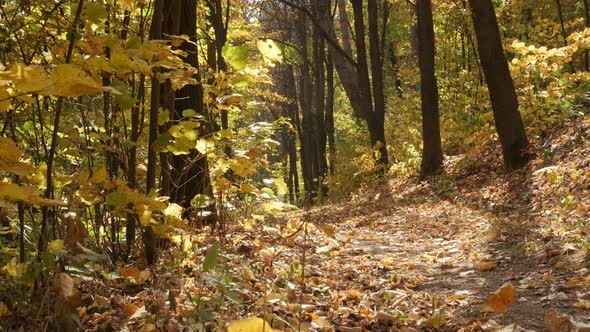 Colors of fall  in the woods slow motion tilting footage