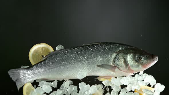 Super Slow Motion Shot of Flying Fresh Sea Bass Fish with Crushed Ice and Lemon at 1000 Fps.