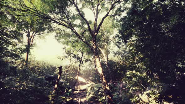 Evening Forest with Sun and Volume Light