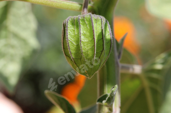 Home grown goldenberry fruit. Healthy fruit, close-up.