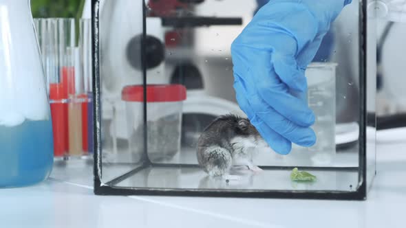 Scientist Conducting Experiment By Giving Hamster Organic Material to Eat