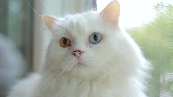 Domestic Cat with Complete Heterochromia