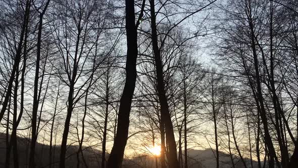 Walking on a forest road, early spring season, with beautiful light coming from sunset