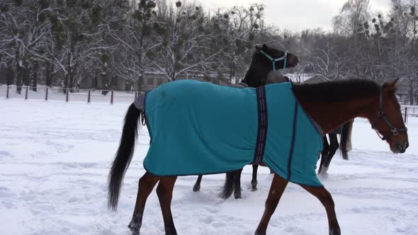 Herd of Horses Running in the Snow