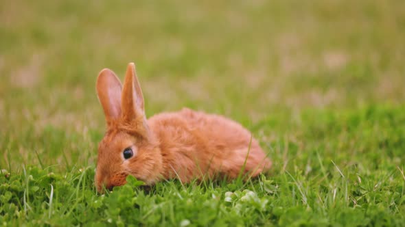 Rabbit Grazing on the Lawn