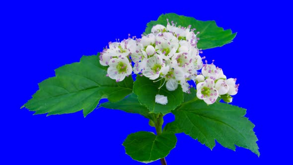 Whitethorn Tree Flowers Blooming with Alpha Channel