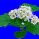 Whitethorn Tree Flowers Blooming with Alpha Channel - VideoHive Item for Sale