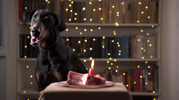 Doberman is Celebrating Its Birthday Sitting Next to Piece of Meat with Burning Candle in It