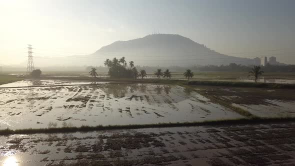 Fly over muddy wetland at paddy field toward coconut island