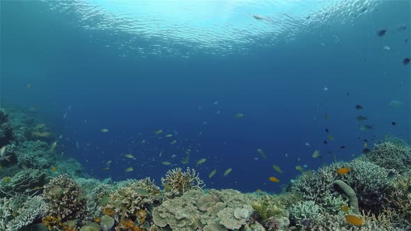 Coral Reef with Fish Underwater