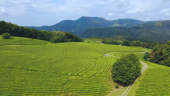 Tea Bushes Grow on the Mountainside. Organic Product. Cultivation and Harvest of Tea