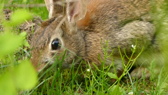 Super close up shot of a brown rabbit eating grass