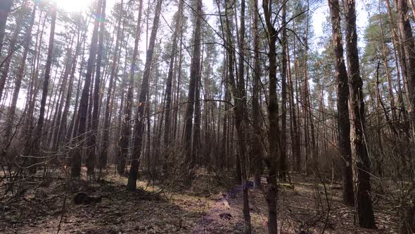 Inside a Pine Forest By Day Slow Motion
