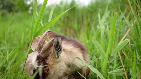 Smoke Goat with Horns Eating Grass in Pasture.